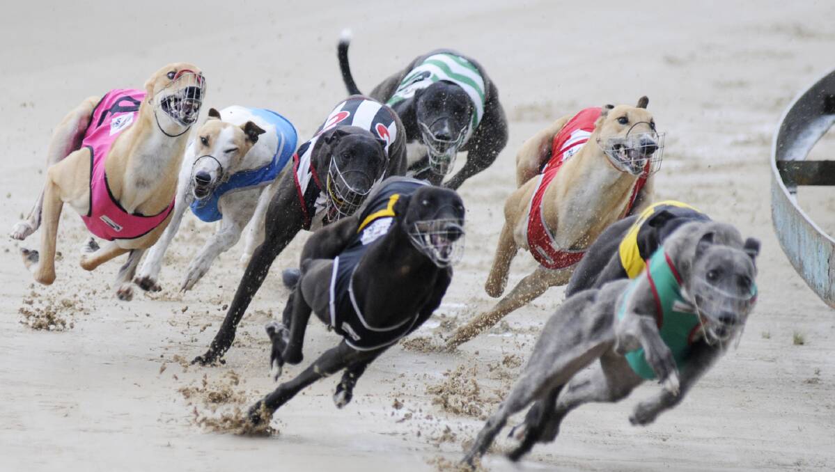 BANNED: Bathurst's Kennerson Park will no longer host greyhounds meetings as of July 1 next year after the sport was banned in NSW.