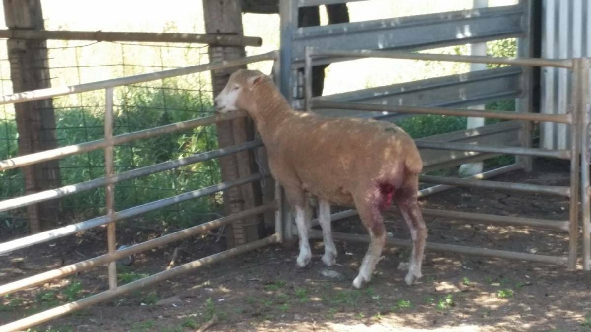 One of the many sheep injured in recent months near Merriwa.