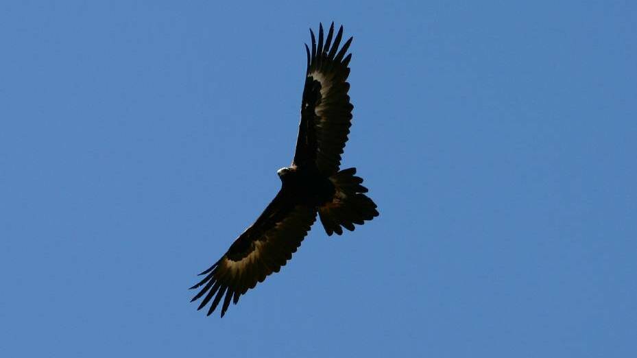Chris Kemp says wedge-tailed eagles keep a constant watch over his farm.
