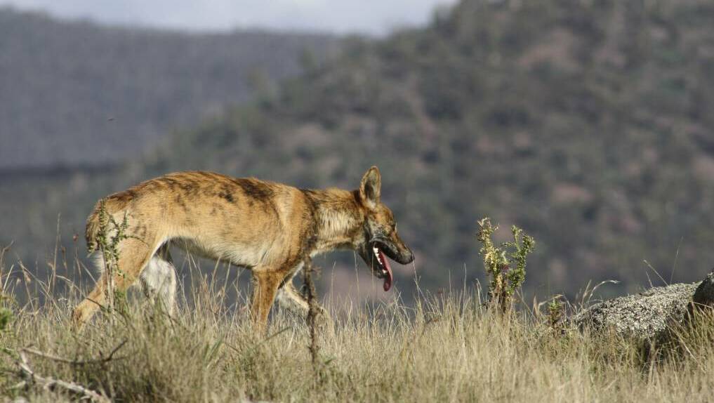 Wild dogs can command home ranges from 400 hectares to 100,000 hectares, following features of the land such as mountains and rivers.