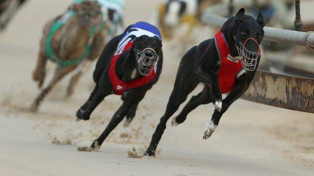 Our say | Race with integrity or risk going to the dogs