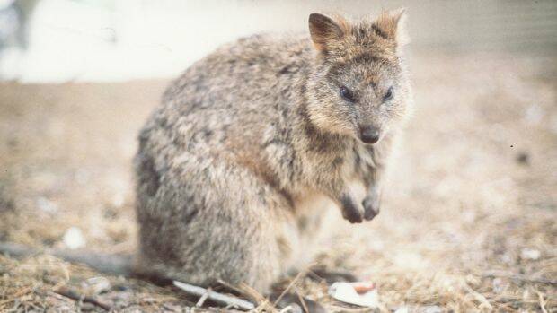 A New Zealand man has been accused of throwing a quokka off a jetty. 