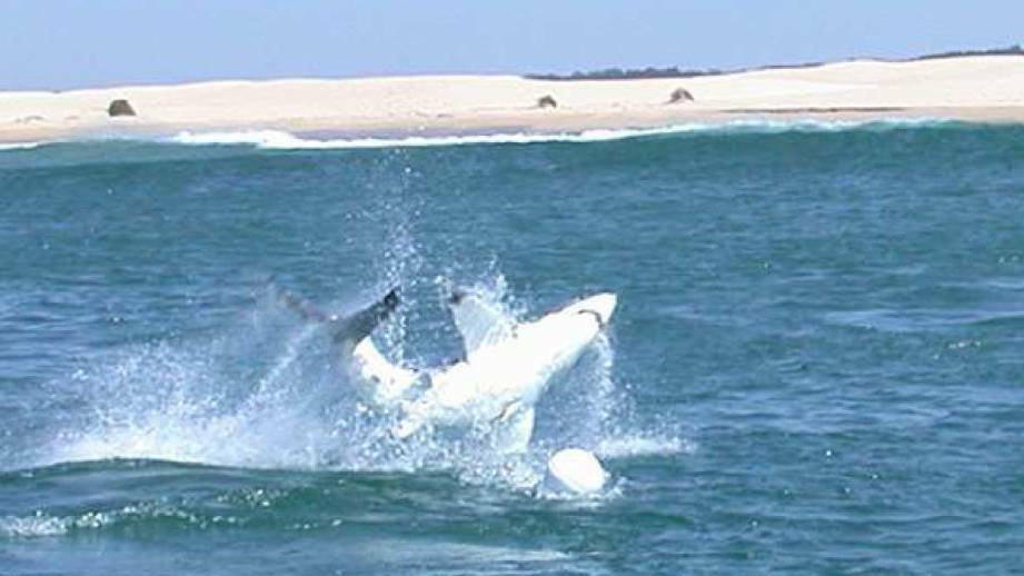 Splash: A hooked juvenile white shark breaching while being led away from the surf zone for tagging off Bennetts Beach. Picture: CSIRO