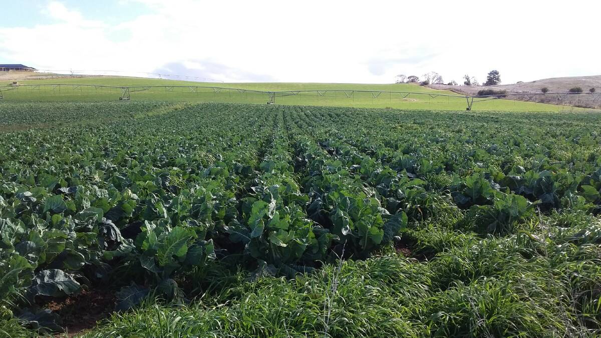TOP CROP: Leading vegetable growers Mick and Steph Cook have this stand of vegies looking good at their Gormans Hill property.