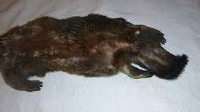 KILLED: The body of one of the dead platypuses, which had its head cut off.