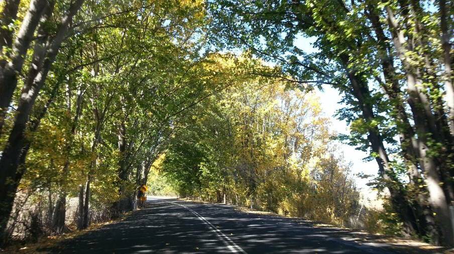ICONIC: The tree tunnel on the Vale Road to Perthville. Photo: RENE VAULTER