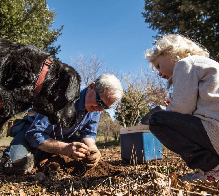 BLACK GOLD: Col Roberts hunts for truffles with his labrador Floyd and three-year-old Lydia.