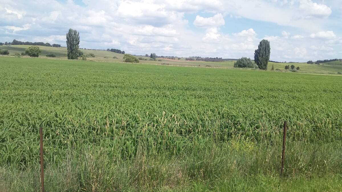 FIELD OF DREAMS: This crop of Japanese millet was grown without irrigation following the great early summer rain.