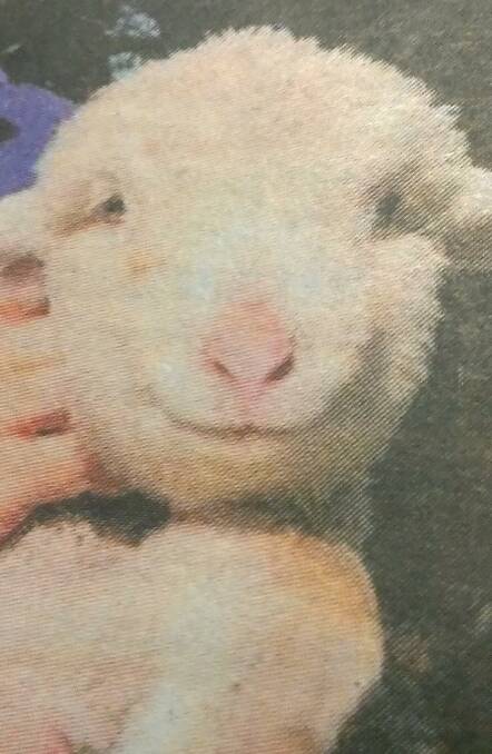 FEELING SHEEPISH: Is this lamb smiling at the lovely season? 091216john1