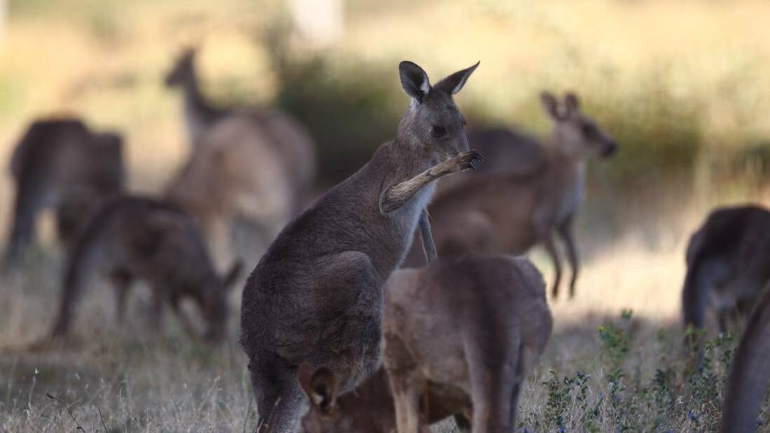 Opinion: Why a mass shooting on the Mount won’t solve the ’roo problem