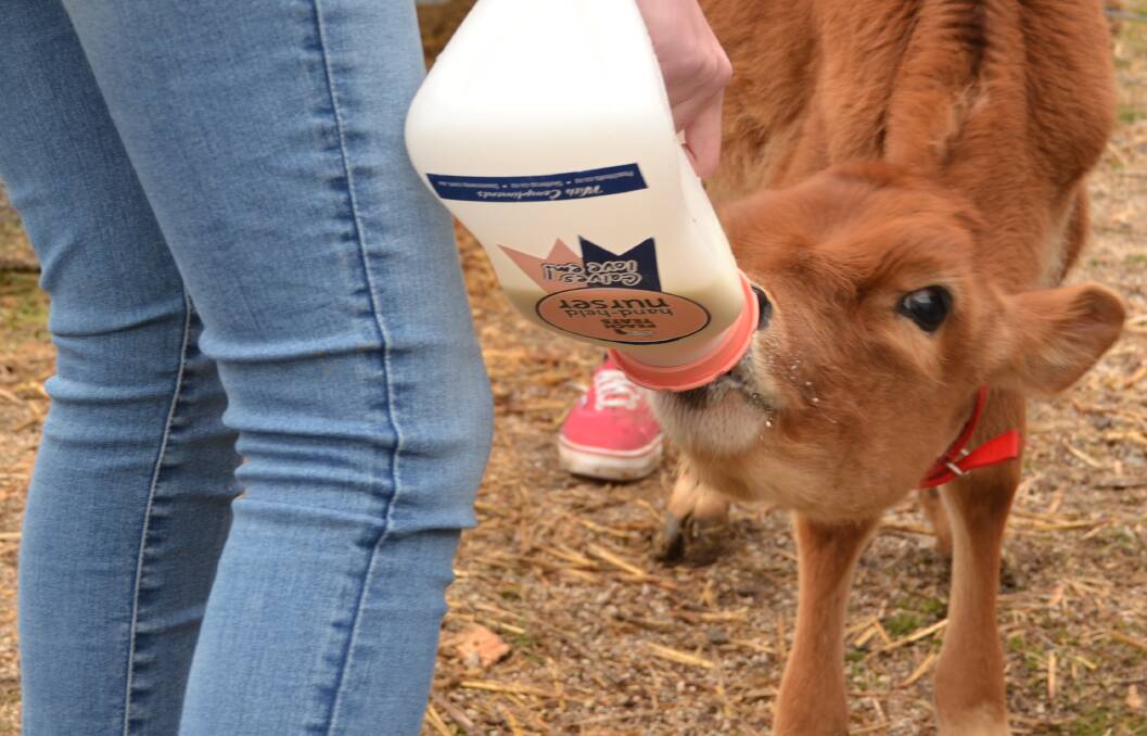 LITTLE BOTTLER: One of the seven-week-old jersey calves enjoys being bottle-fed at Skillset Senior College last week.