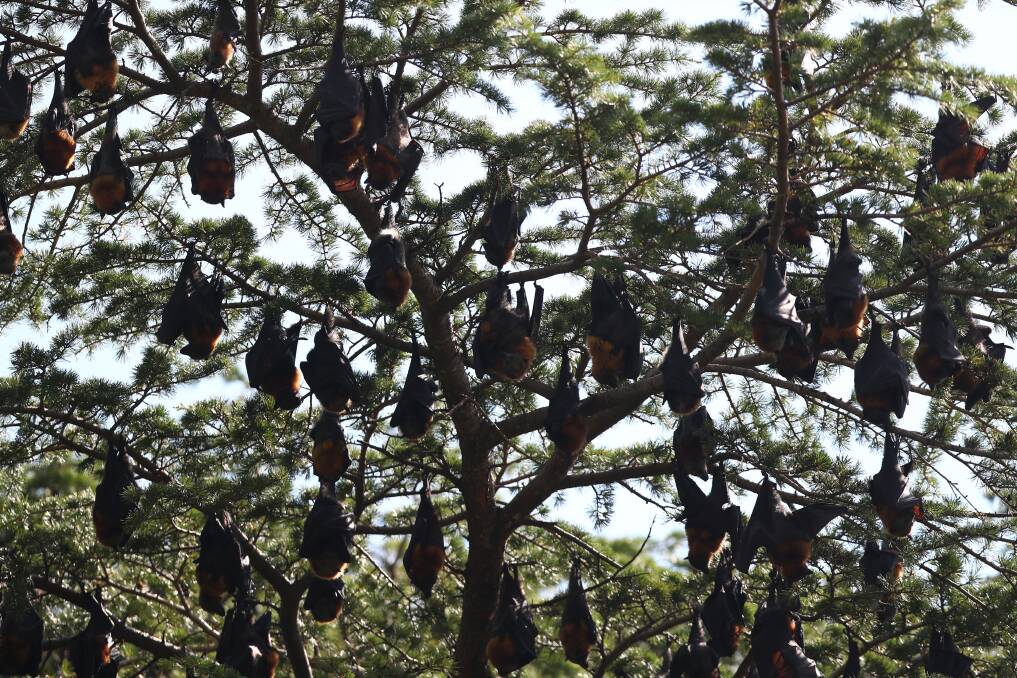 HANGING IN THERE: Bathurst Regional Council has applied for funding do development a camp management plan for the flying foxes in Machattie Park. Photo: PHIL BLATCH