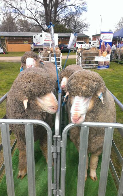 THE NOSE KNOWS: Poll Merino Rams displayed by Winyar Stud Canowindra at the Expo.  Note the distinctive Marnoo noses.