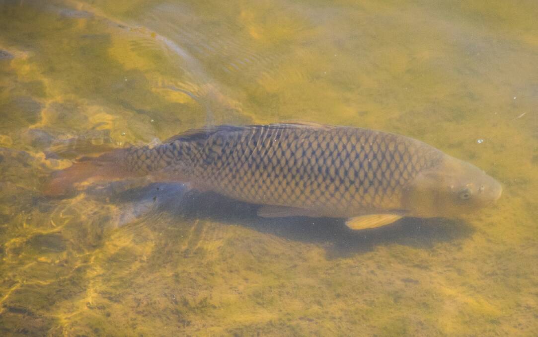 SOMETHING FISHY: The National Carp Control Plan is considering introducing a herpes virus to kill carp.