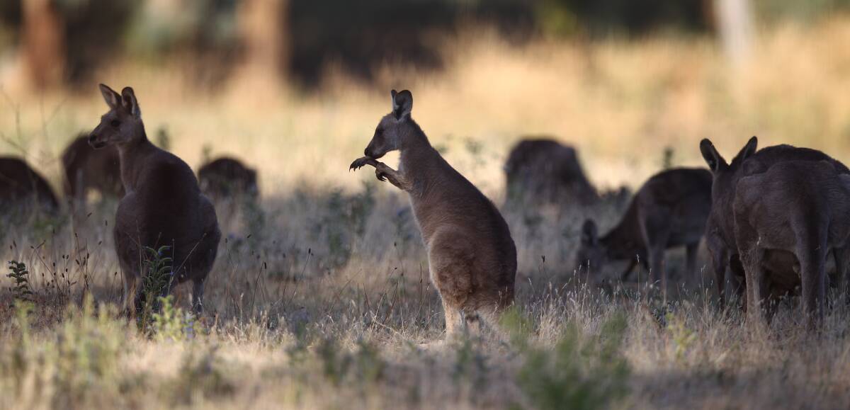 The end's in sight as kangaroo relocation program costs reach $75,000