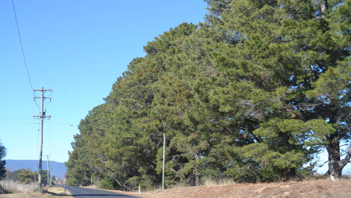 MATURE: These pine trees line Marsden Lane near the site of a proposed new residential subdivision.