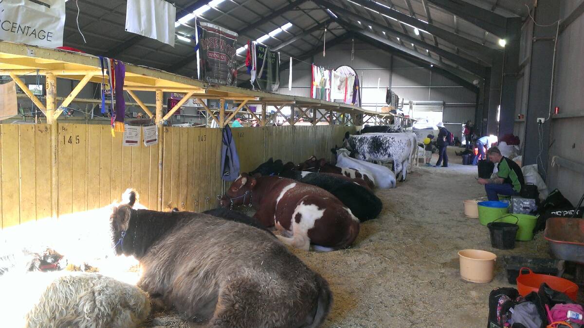 WORN OUT: If show patrons were a bit tired by Saturday night, were they as tired as this group of prize-winning cattle?
