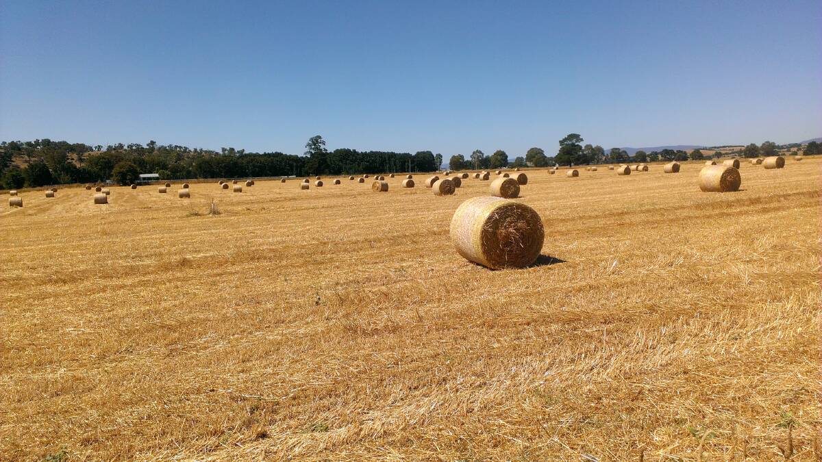 WASTE NOT: Nothing is wasted when the straw from a stripped oat crop is rolled up into round bales