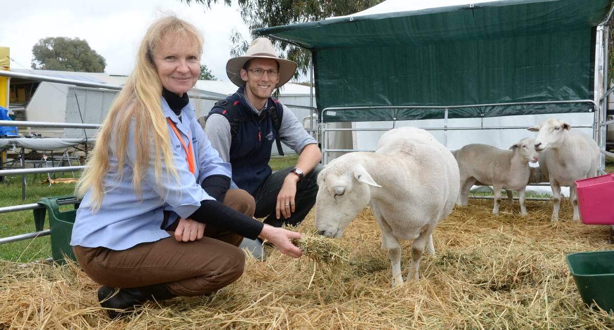 LIFE ON THE LAND: Rita Hough, Grange Vale Wiltipolls, Eumungerie, talks Wiltipolls with Chris Hayward, Springside, at ANFD last year.
