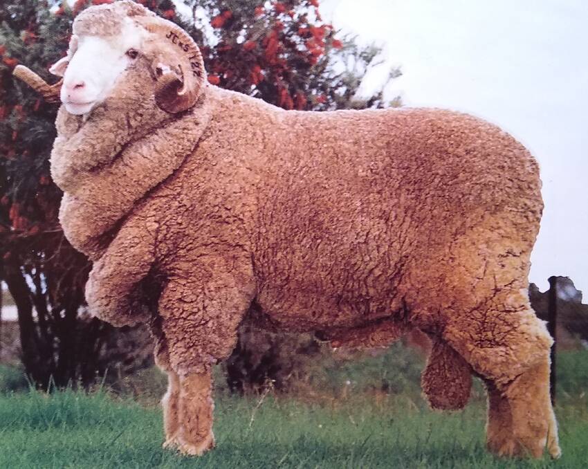 BIG BOY: This Collinsville sire broke all industry records when he sold for $330,000 at the 1988 Dubbo ram sale. The buyer planned to sell semen straws at around $45 each and wool market indicators were at about 2017 levels at that time. The crash of the Wool Reserve Price scheme soon after this purchase bankrupted many parties who were involved in the industry.