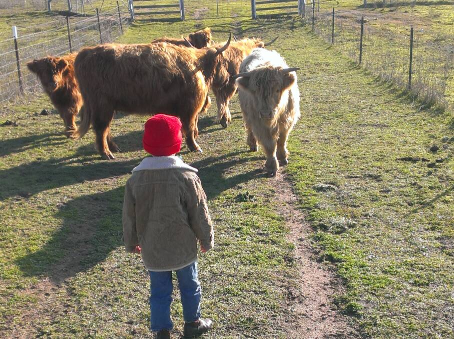 EARLY LEARNER: A young farmer is pictured learning some valuable stock skills with his family’s highland cattle.
