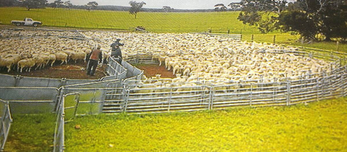 AHEAD OF THE CURVE: These producers have invested in a modern sheepyard complex and the curved design is working really well.