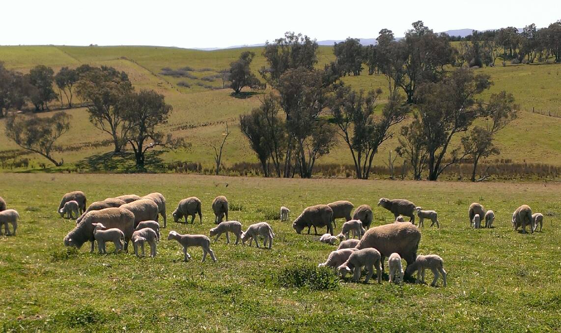 IMPRESSIVE NUMBERS: This little group of merino ewes is part of a much larger mob that looks like achieving a 120 per cent lamb marking result.