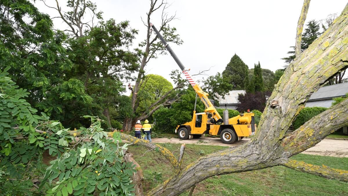 SNAPSHOT: A 100-year-old acacia being removed in pieces on Sunday after falling on a Kelso home. Photo: CHRIS SEABROOK 120317csestree5
