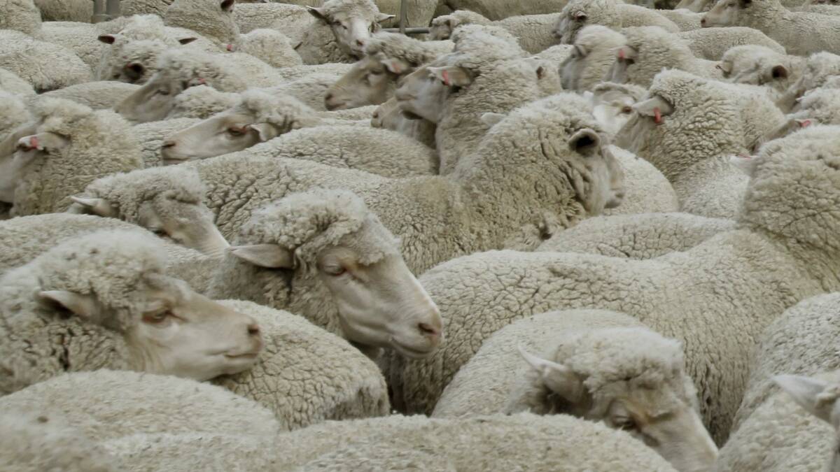FIRM: Wool prices.