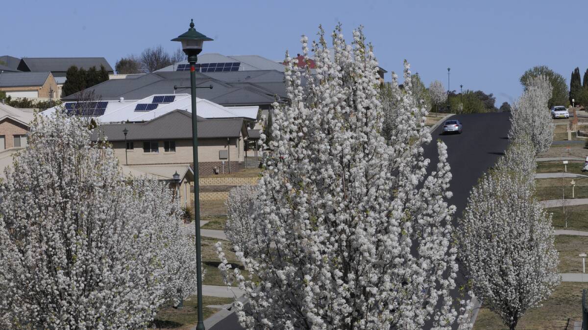 SNAPSHOT: Ilumba Way at Kelso is teeming with white blossoms as warmer spring weather arrives across the region. Photo: CHRIS SEABROOK 091917cspring1