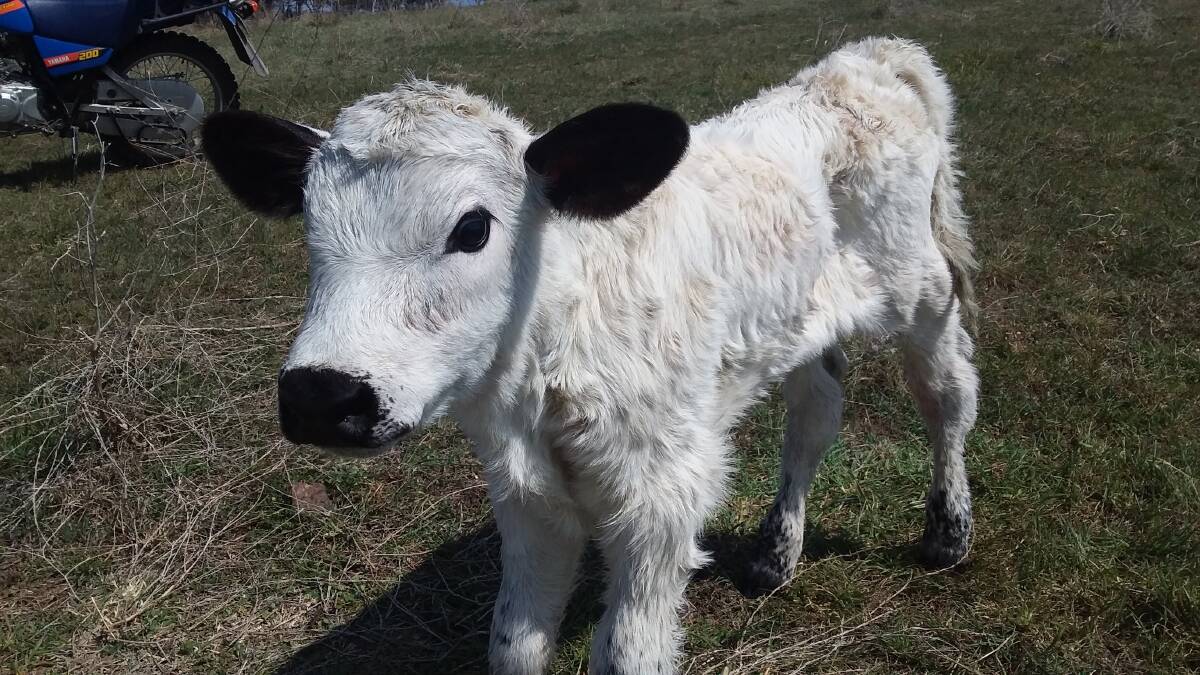 PRETTY BABY: This speckle calf, just two hours old, obviously has an early interest in cameras.