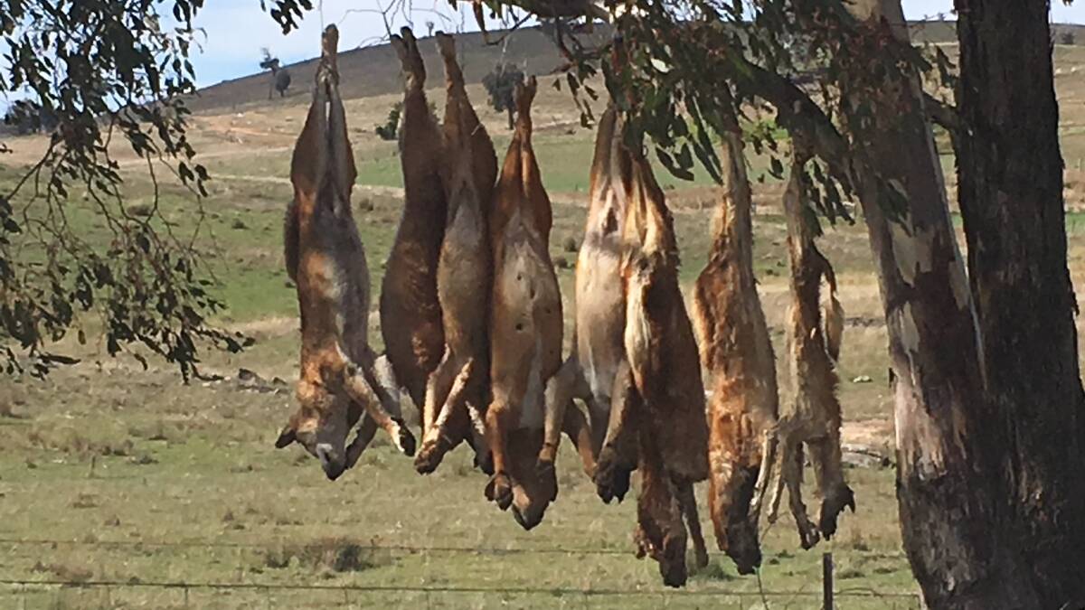 PREDATORS: Landholders less than an hour’s drive north of Bathurst have caught these wild dogs that have caused severe losses of sheep, lambs and calves as well as native fauna and birds.