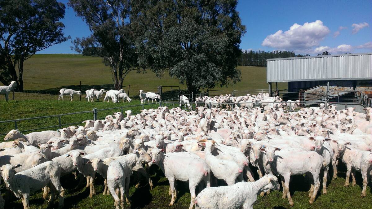 CLOSE SHAVE: A freshly shorn mob of nine-month-old Merino weaners.  Shearing operations are now in full swing in our district. 082316shorn