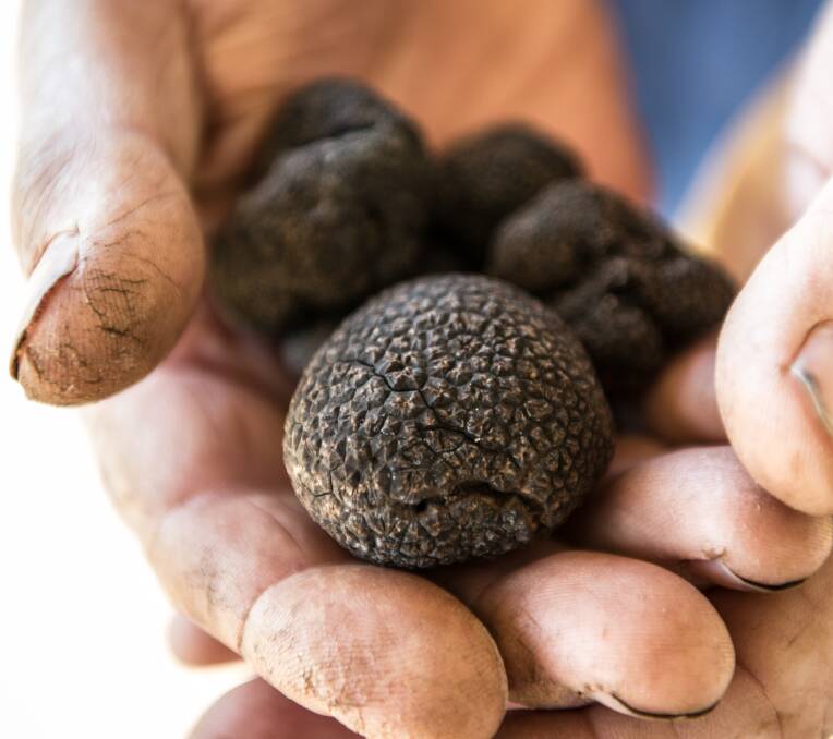 DELICACY: A handful of truffles from Lowes Mount Truffiere. The truffle season is over for another year.