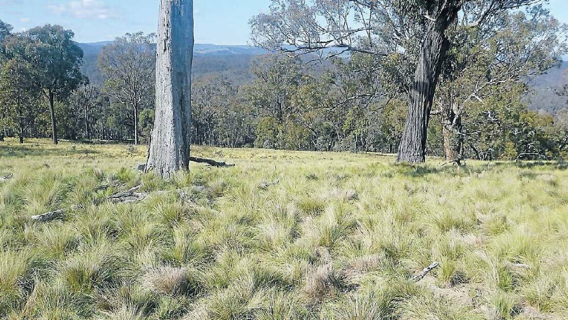 WEED WOES: A spraying campaign targeting serrated tussock and blackberry in the Bathurst area has been completed.