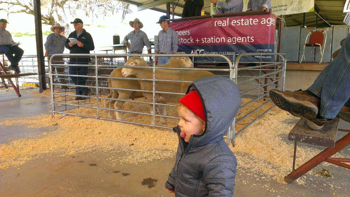 RUGGED UP: This young man may have been taking bids for the selling team at Windy Hill Poll Dorset Auction.