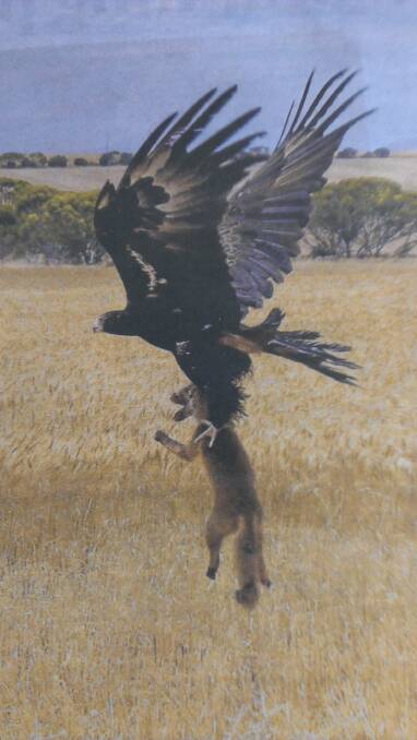 SPECTACULAR: A fully grown wedgetail eagle carries a young fox away on a South Australian Mallee property near Karoonda.