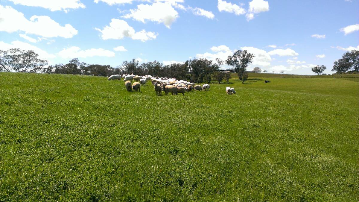 GREEN SCENE: This is the same paddock photographed 22 weeks later. Could this be climate change?