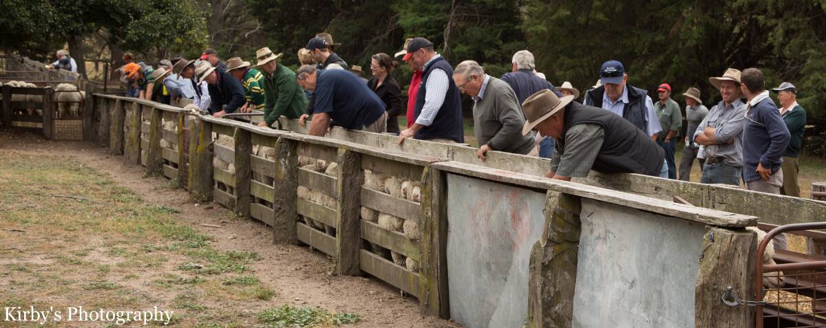 EWE BEAUTY: A crowd of onlookers at a BMA Ewe Competition in recent years. Around 100 people attend these events each year. The ewe competition for 2017 will be held on March 3. More details later.