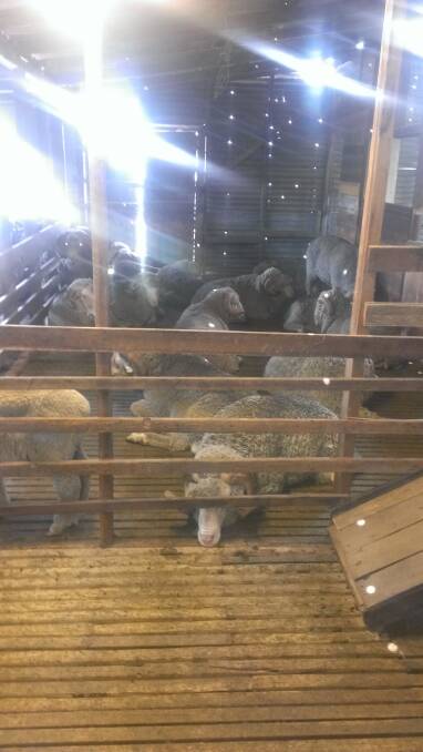 LAZY DAYS: When the shearing team was held up, this group of merino rams were left glassy-eyed after being sedated.