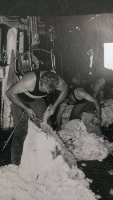 OLD HAND: Retired shearer Don Myers shearing boat wethers in 1984.