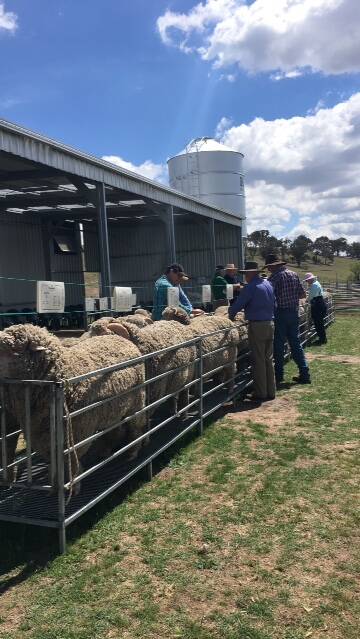 WIND IN THEIR SALES: There were some good results at the 15th Fosterfield Ram Sale last weekend. Photo: CONTRIBUTED