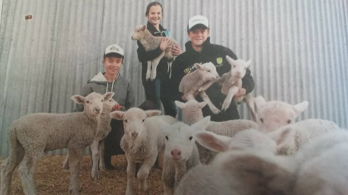 FEELING SHEEPISH: The Carlow children at Gilgandra are rearing 13 poddy lambs in a dry late winter.