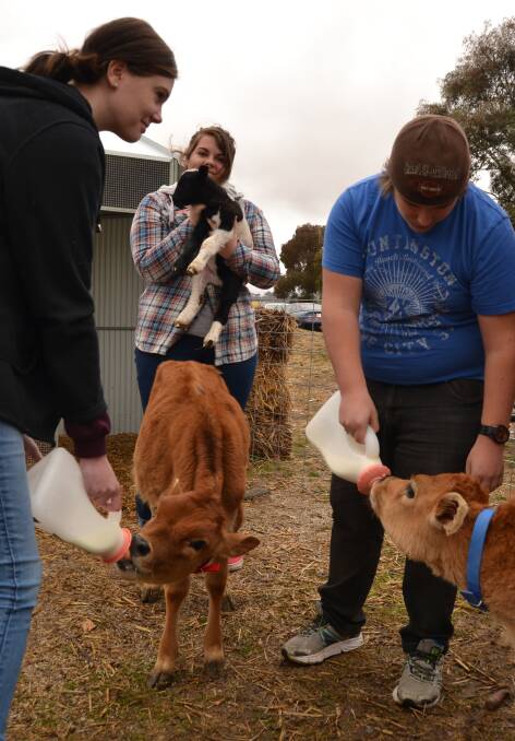 FEEDING TIME: Skillset Senior College students (from left) Shenaye Cross, 16, Kirsty Clarke, 17 and Jacob Collins, 17, with the calves and one of the school's lambs.