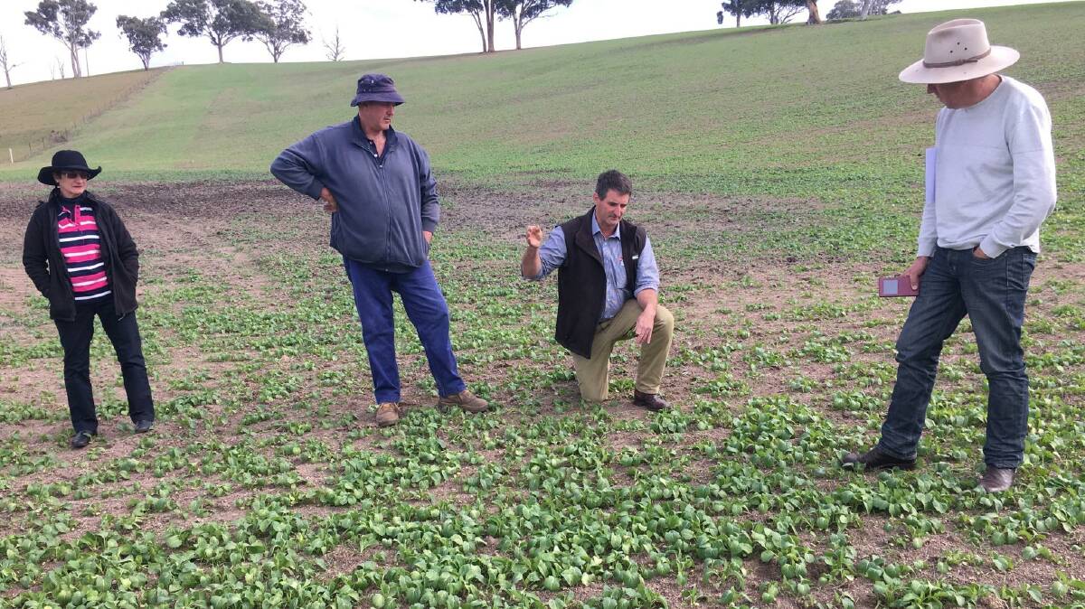 AgriWest Bathurst recently held a pasture walk on Peter Denmead’s property on the Ophir Road. This photo shows early sown Brassica that is almost ready for grazing.