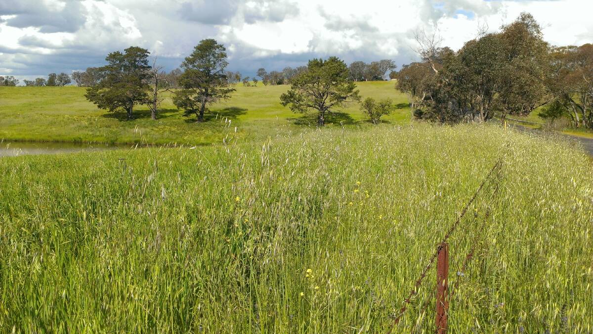 DANGER SIGNS: Dense stands of native and introduced grasses will cause seed problems in young stock as the pasture ripens and matures.
