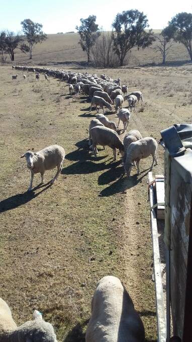 FOOD LINE: This mob of ewes has quickly become grain trained as dry conditions continue across the region.