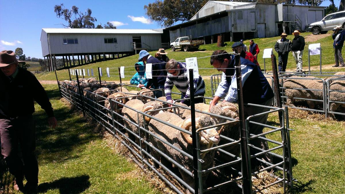 SHEEP'S BACK: A quality line-up of superfine Merino rams at Pomanara, Sally’s Flat.
