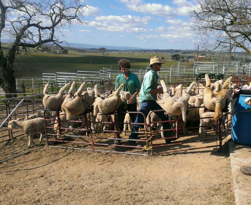 HELPING HAND: Workers Glen Naylor (left) and Peter Rutherford with som big crossbred lambs in the marking cradles. The Blue Mountains in the background are a typical view from higher parts of our district. 082316cradles