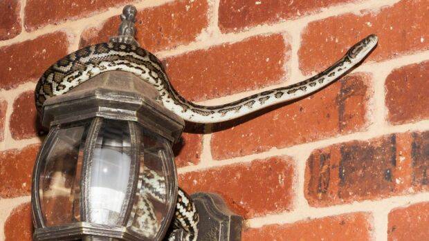 The snake, which was curled around a light, was relocated safely. Photo: Perth Hills Reptile Removal